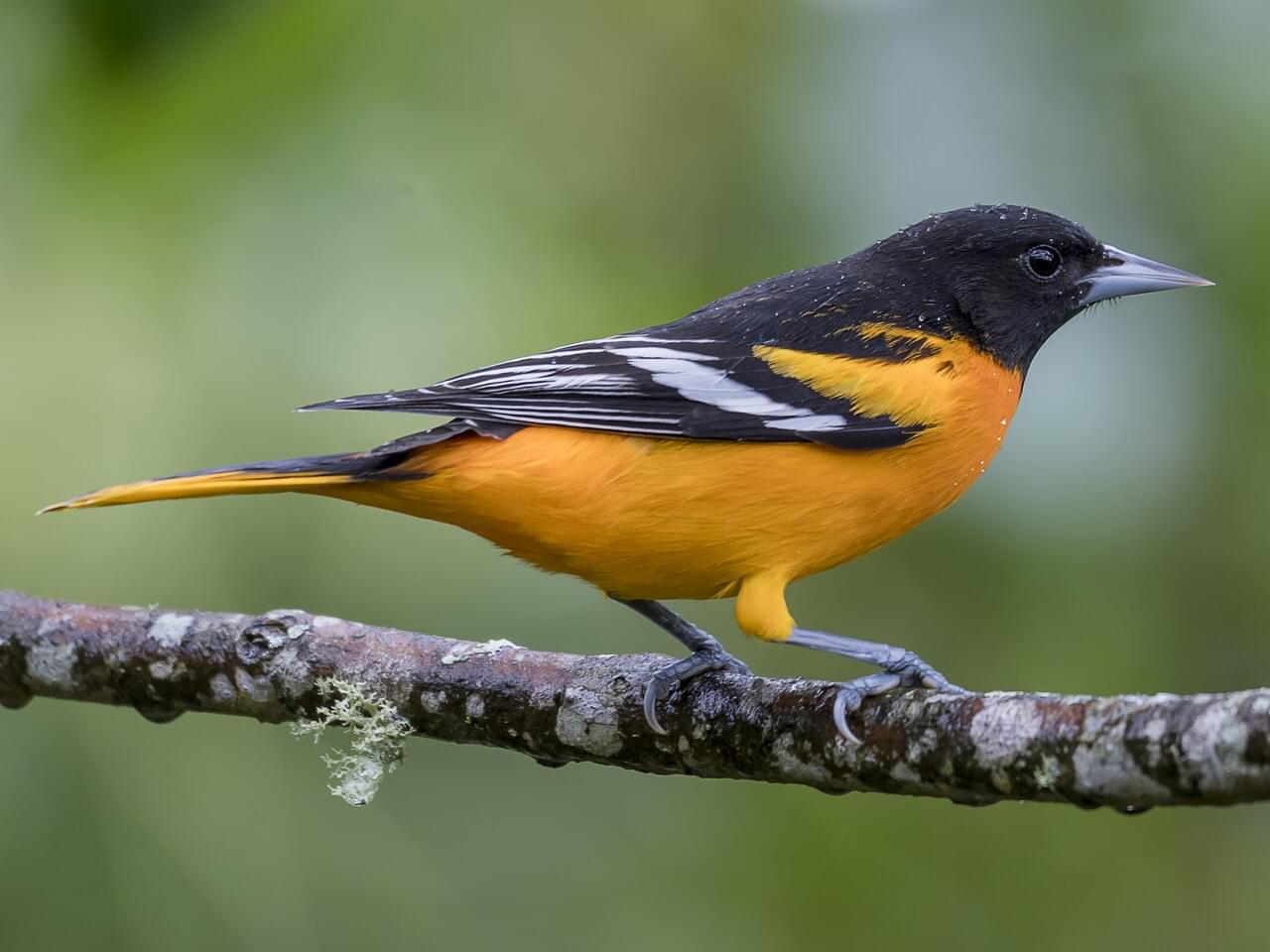 Changes in Concord’s Bird Life from Thoreau’s Day to Today